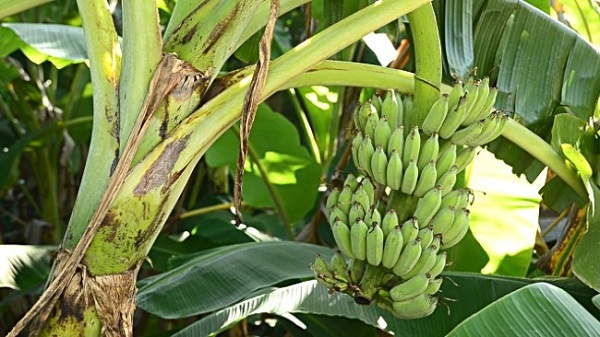 الموز فاكهة أم خضار